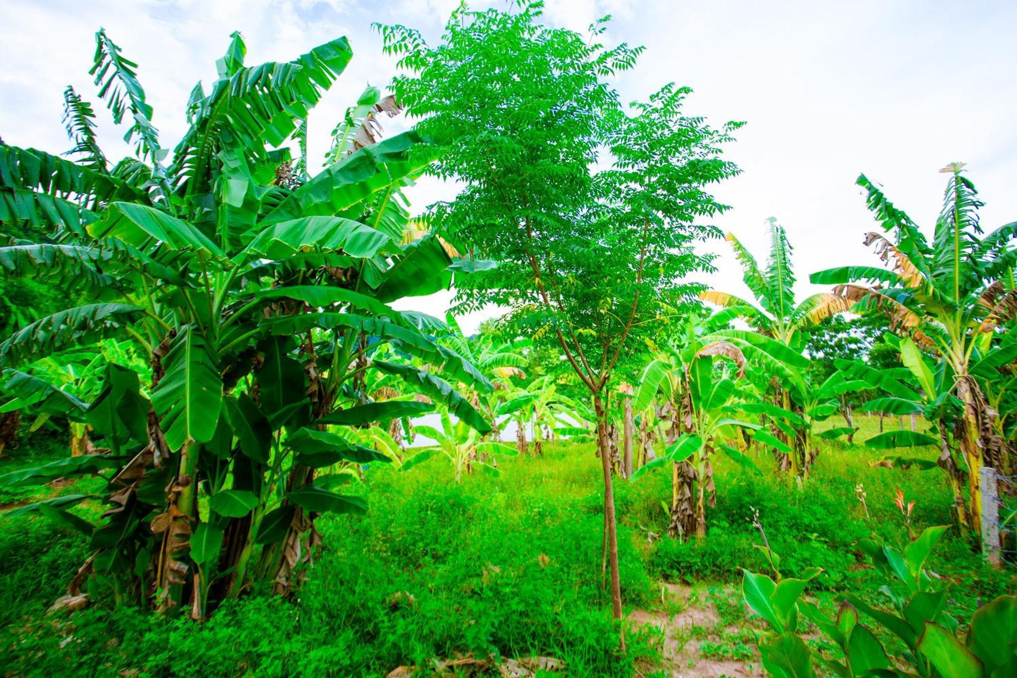 Phong Nha A Little Leaf Homestay 外观 照片